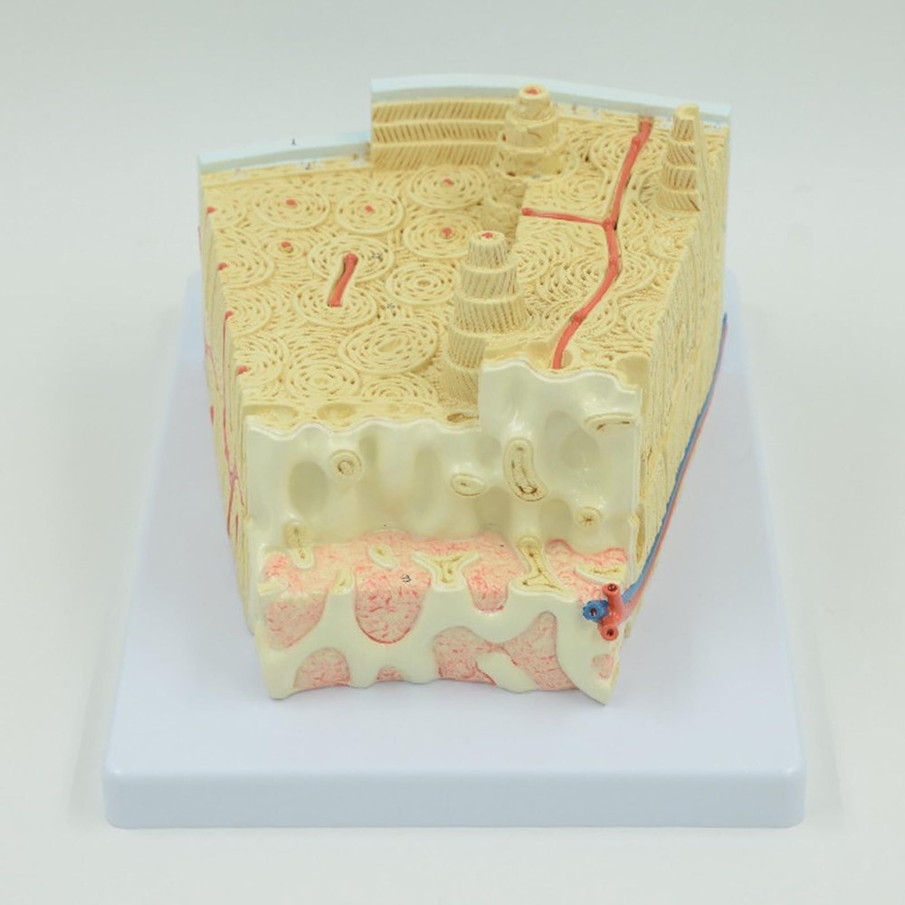 GPDNBIEU Bone Tissue and Bone Marrow Internal Structure Model