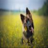 One Piece 2,000-Piece German Shepherd Puzzle, 70 x 100 cm view 1