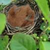 Artibetter Coconut Fiber Nesting Material, 1 Bag, for Wild Birds and Hummingbirds view 4
