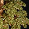 FAJNUZI2024 Crystal Bonsai Gemstone Tree, Green view 3