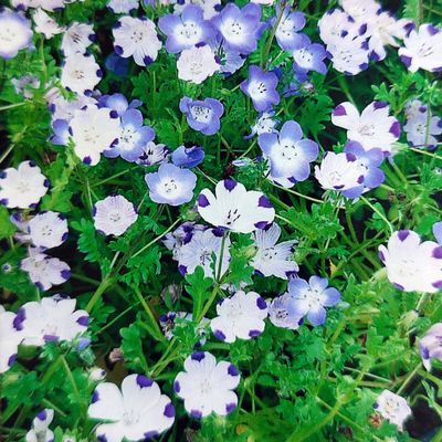 500 Baby Blue Eyes Seeds, Nemophila menziesii Mix