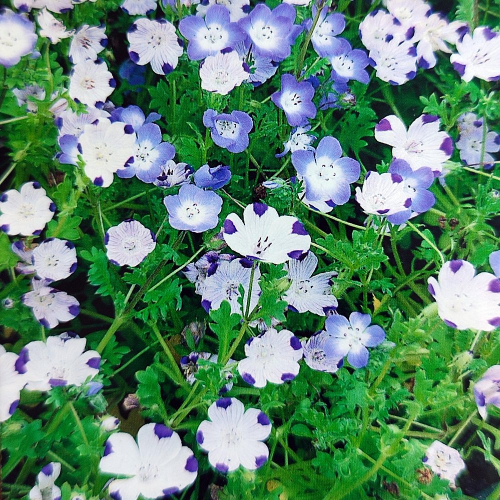 500 Baby Blue Eyes Seeds, Nemophila menziesii Mix