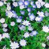 500 Baby Blue Eyes Seeds, Nemophila menziesii Mix view 1