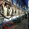 Durable Milking-System Cleaning Nozzle view 2