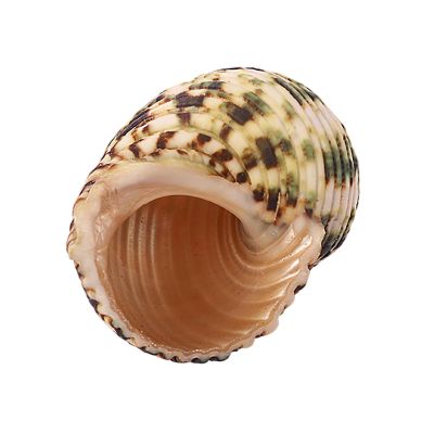 KRXSOBNV Natural Seashell, Small to Medium, for Hermit Crab Replacement Shells and Aquarium Decoration (C)