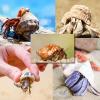 KRXSOBNV Natural Seashell, Small to Medium, for Hermit Crab Replacement Shells and Aquarium Decoration (C) view 3