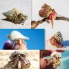 KRXSOBNV Natural Seashell, Small to Medium, for Hermit Crab Replacement Shells and Aquarium Decoration (C) view 4