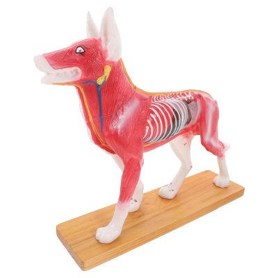 FELTECHELECTR PVC Dog Acupuncture Model for Veterinary Anatomy Education