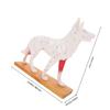 FELTECHELECTR PVC Dog Acupuncture Model for Veterinary Anatomy Education view 2