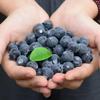 NIYANGLE Artificial Blueberries view 4