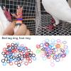 HELYZQ Pigeon Leg Bands, 100-Pack, Assorted Colors view 2
