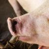 TERNCOEW Automatic Livestock Water Nipple with Touch Switch view 2