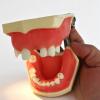Dental Implant Training Model: Jaw, Maxillary Sinus, and Mandibular Bridge Models view 2