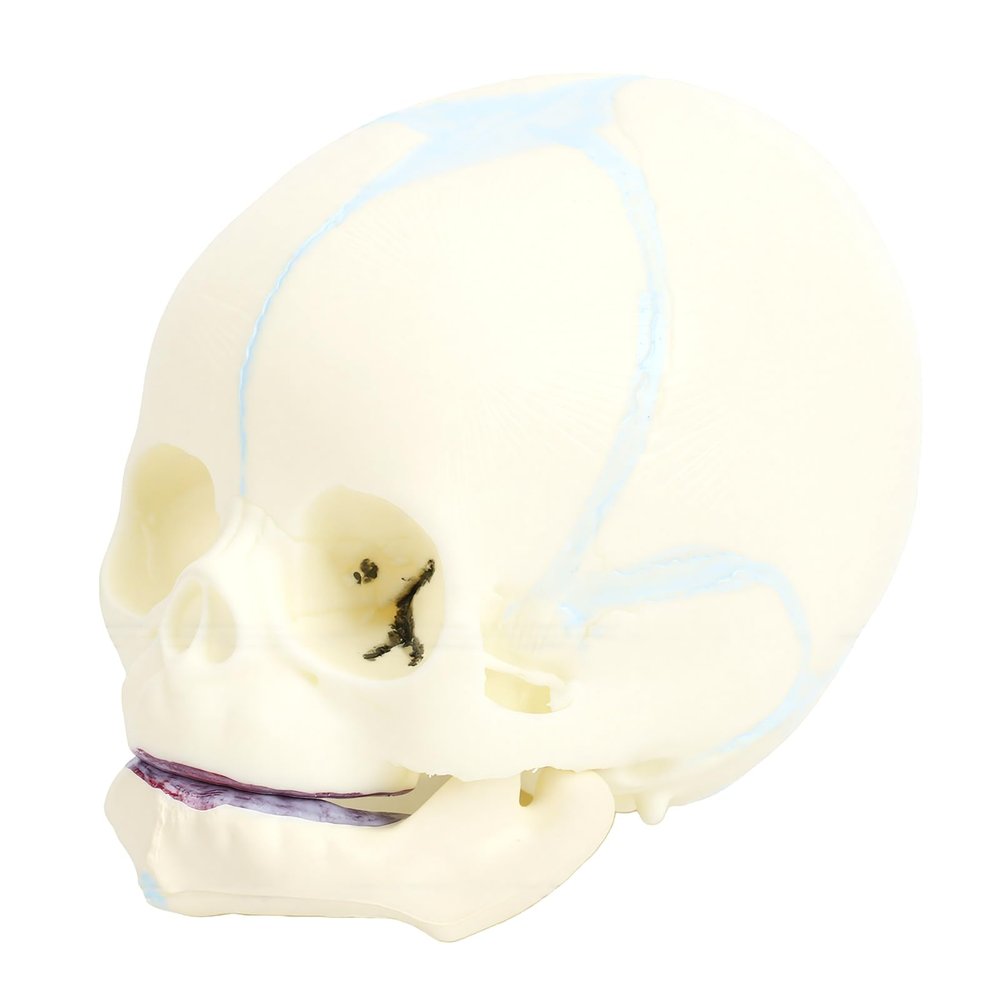 ACOGEDO Life-Size Human Infant Skull Model, PVC Fetal Anatomy Model for Medical Teaching, Learning, Students, Education and Display