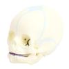 ACOGEDO Life-Size Human Infant Skull Model, PVC Fetal Anatomy Model for Medical Teaching, Learning, Students, Education and Display view 1