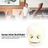 ACOGEDO Life-Size Human Infant Skull Model, PVC Fetal Anatomy Model for Medical Teaching, Learning, Students, Education and Display view 3