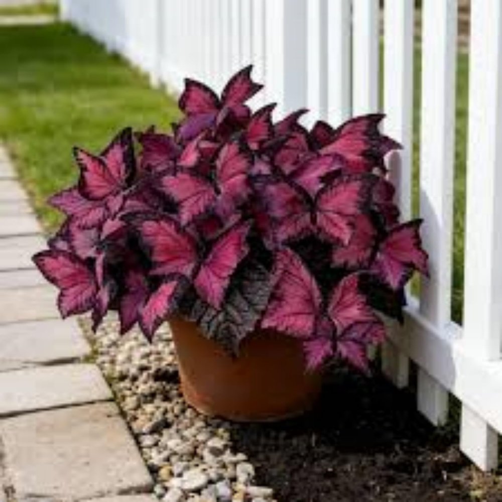 Colorful Hosta Rhizomes, Bulk Packs Available, Professionally Grown, Stylish Garden Enhancement, Suitable Indoors & Outdoors – 3 Hostas