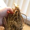 Colorful Hosta Rhizomes, Bulk Packs Available, Professionally Grown, Stylish Garden Enhancement, Suitable Indoors & Outdoors – 3 Hostas view 2