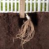 Colorful Hosta Rhizomes, Bulk Packs Available, Professionally Grown, Stylish Garden Enhancement, Suitable Indoors & Outdoors – 3 Hostas view 3