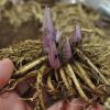 Colorful Hosta Rhizomes, Bulk Packs Available, Professionally Grown, Stylish Garden Enhancement, Suitable Indoors & Outdoors – 3 Hostas view 4