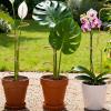 Metal Plant Support Sticks for Monstera view 3