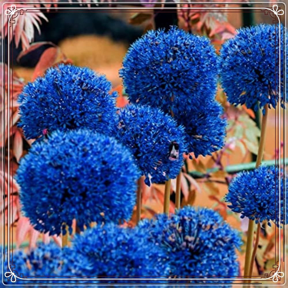 Sustainable Gifts, Fast-Growing Ideal Allium, Very Exclusive Super Collection – 4 Bulbs