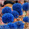 Sustainable Gifts, Fast-Growing Ideal Allium, Very Exclusive Super Collection – 4 Bulbs view 1