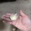 Sustainable Gifts, Fast-Growing Ideal Allium, Very Exclusive Super Collection – 4 Bulbs view 2