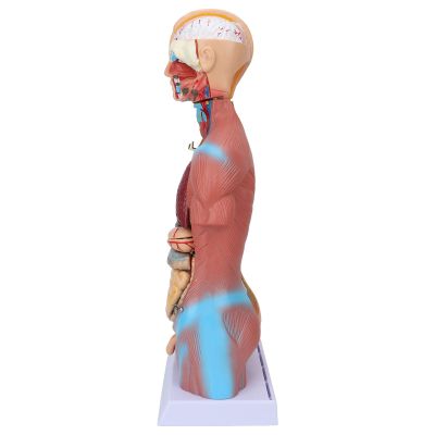 Human Torso Anatomy Model, 17.7 Inches, for Schools and Hospitals