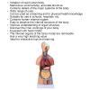 Human Torso Anatomy Model, 17.7 Inches, for Schools and Hospitals view 2