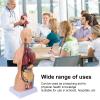 Human Torso Anatomy Model, 17.7 Inches, for Schools and Hospitals view 3