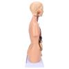 Human Torso Anatomy Model, 17.7 Inches, for Schools and Hospitals view 4