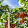 Elnwnnkc Durable Tree Support Stakes for Fragile Plants view 2