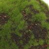 BCOATH Artificial Moss Balls, Natural Decor, 2-Pack, Foam and Plastic view 4