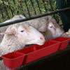 FESTFENDS 4-Piece Long Trough Feeder Set for Chickens, Ducks, Geese and Livestock view 4