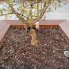 Tree Anchoring Kit with Durable Ground Stakes view 2
