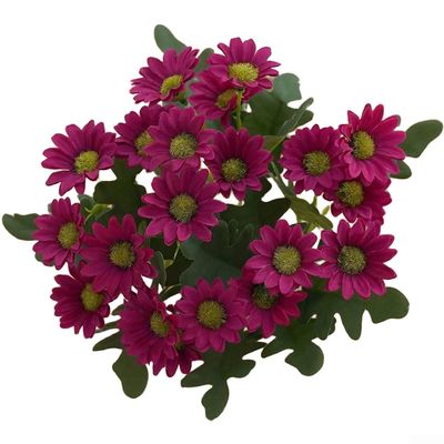 Silk Chamomile Flowers, Burgundy