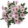 Silk Chamomile Flowers, Burgundy view 3