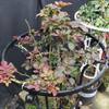 NINMORTH Metal Garden Trellis for Climbing Plants, Black Obelisk view 2
