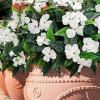 8 Bundles of Artificial Impatiens Flowers for Outdoor Use view 3