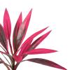 Generic High Artificial Plant | 21 Inch Tropical Outdoor | Dragon Blood Tree Artificial Plant for Outdoor Use view 4