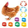 EGZASDI Plastic Poultry Leg Bands, Flexible Adjustable Chicken Rings, Multicolor, 22.4 cm, 3,050 Pieces (Orange, 30 pcs) view 2