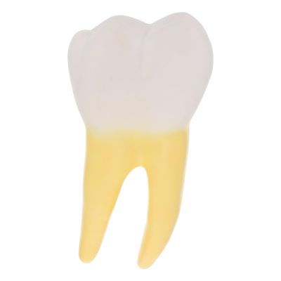 Anatomical Tooth Model, PVC with Transparent Cross-Section