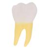 Anatomical Tooth Model, PVC with Transparent Cross-Section view 1