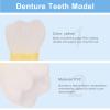 Anatomical Tooth Model, PVC with Transparent Cross-Section view 4