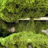 Realistic Artificial Moss for DIY Crafts view 4