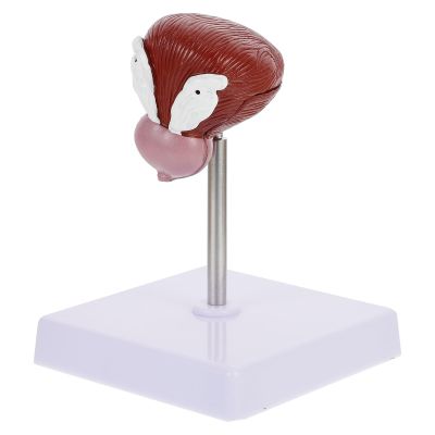 LOPUNER Lifelike Portable Lightweight Plastic Human Bladder Model for Biology Classes