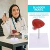 LOPUNER Lifelike Portable Lightweight Plastic Human Bladder Model for Biology Classes view 3