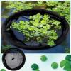 Pond Floating Island Plant Protector, 60/64/80 cm, Prevents Fish from Eating Plant Parts, for Long-Term Submersion and High-Tensile-Strength Use in Water Features, Gardens, and Ponds view 3
