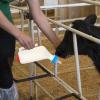 Goat Feeding Bottles with Comfortable Grip for Animal Rearing view 2